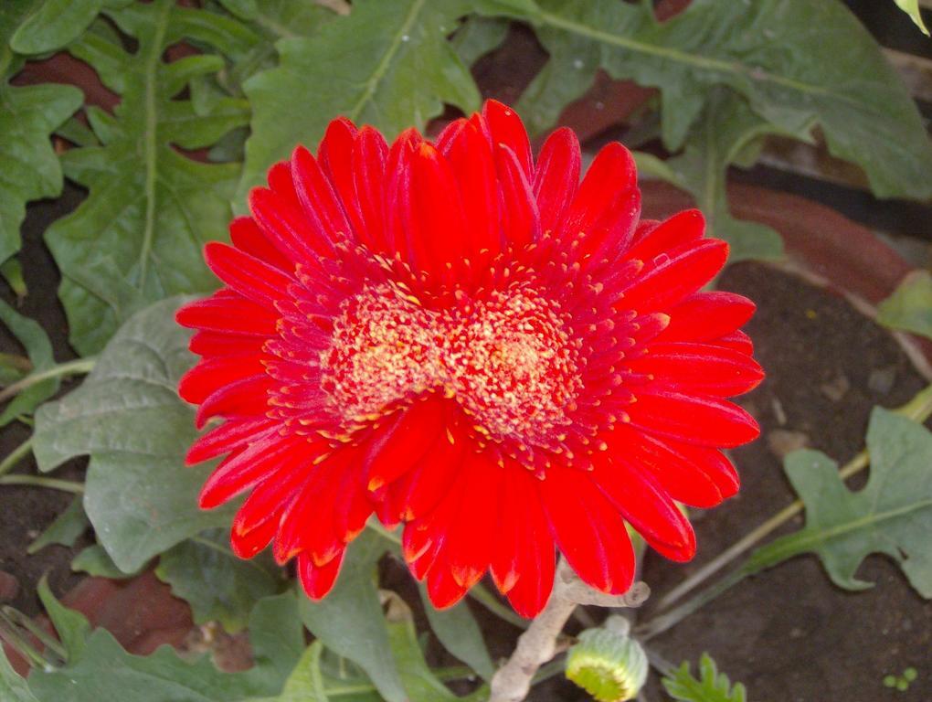 Jheelam Homestay Bhopal Exteriör bild