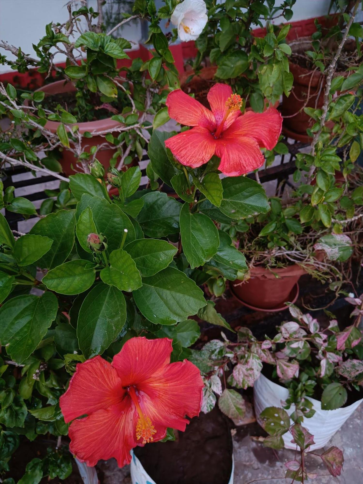 Jheelam Homestay Bhopal Exteriör bild
