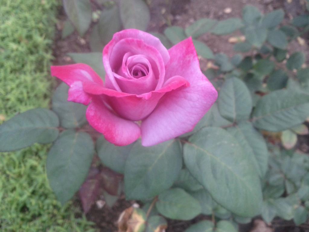 Jheelam Homestay Bhopal Exteriör bild