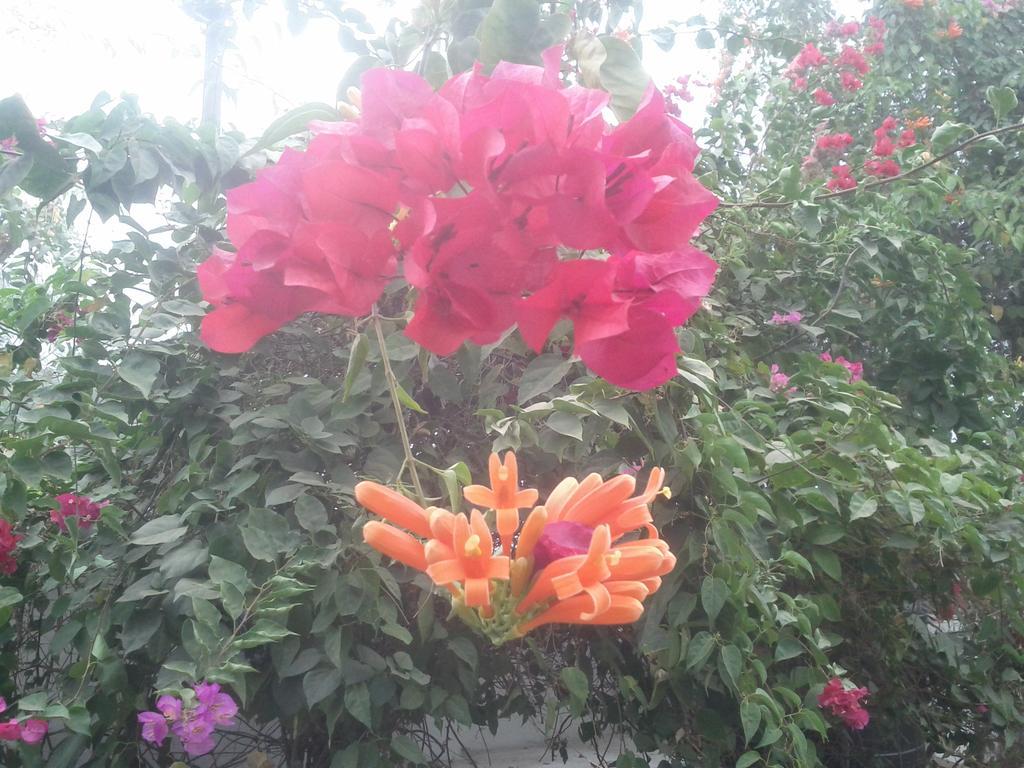 Jheelam Homestay Bhopal Exteriör bild