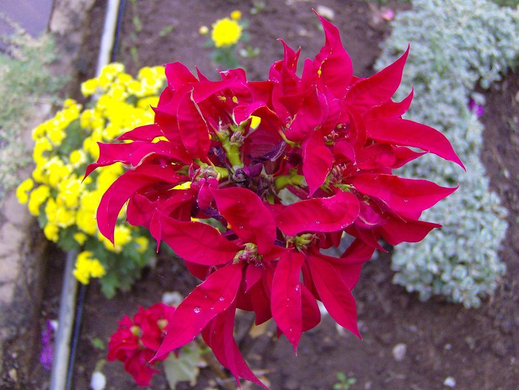 Jheelam Homestay Bhopal Exteriör bild