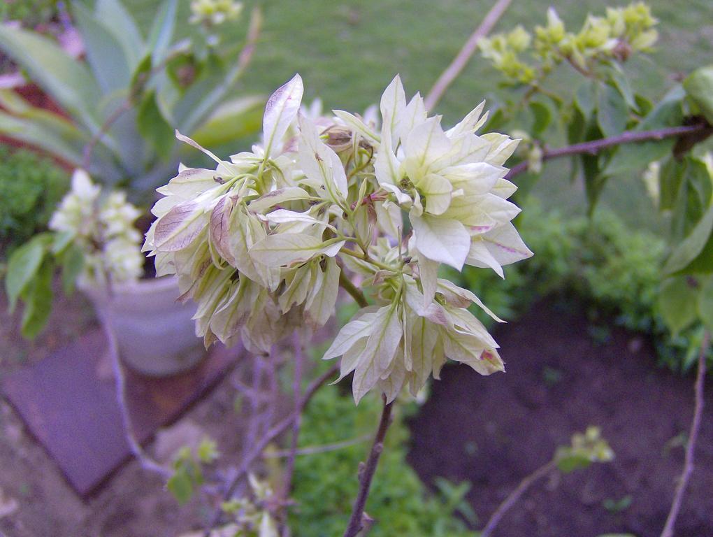 Jheelam Homestay Bhopal Exteriör bild